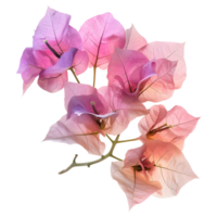 rose bougainvilliers fleur sur transparent Contexte png