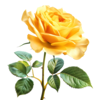 Yellow Rose Flower on Transparent Background png