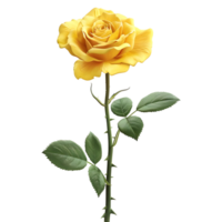 Yellow Rose Flower on Transparent Background png