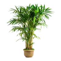 Bambusoideae Plant on Transparent Background png