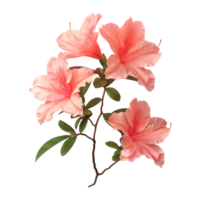azalea fiore su trasparente sfondo png