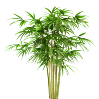 bambusoideae plante sur transparent Contexte png