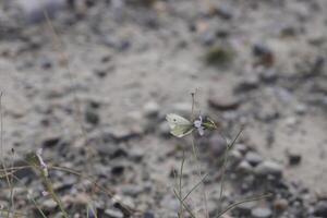 lonely butterfly on a single plant with flowers photo