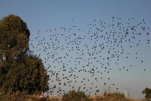 flock of birds photo