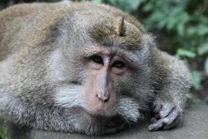 monkey temple in ubud, bali photo