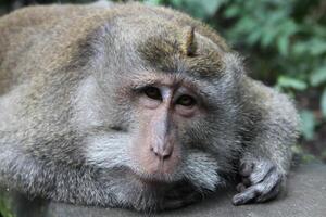 monkey temple in ubud, bali photo