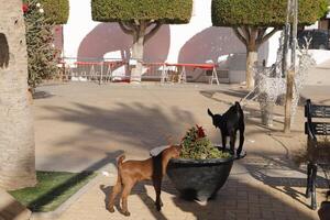 alive Nativity scene in Antas, spain photo