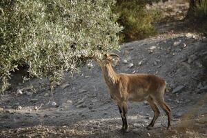 iberian ibex eating in an olive orchard photo
