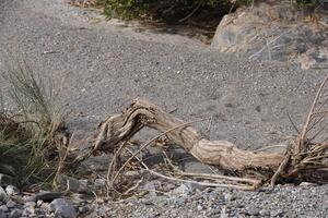 roots of a tree with whimsical shapes photo