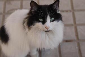 retrato de un negro y blanco gato, foto