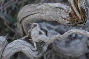 winding tree roots photo