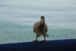 pigeon sits on railing photo