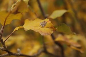 otoño colores de hojas foto