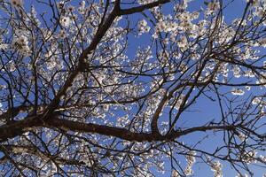 blooming almond flowers photo