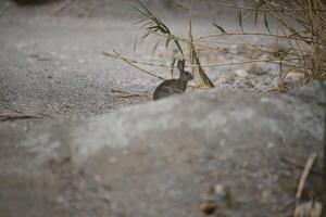 rabbit or hare sitting in nature photo