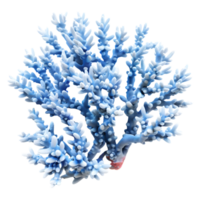 bleu corail plante sur transparent Contexte png