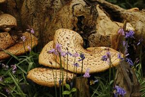toadstool growing on a tree photo