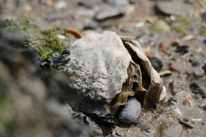 close up of oyster with shells and algae photo