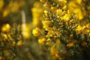 Blooming scotch broom, A round walk in the Zwanenwater nature reserve in , North Holland, the Netherlands photo