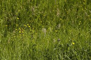 landscape in the netherlands in june photo