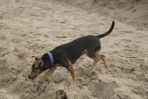 dog at the beach, netherlands, photo