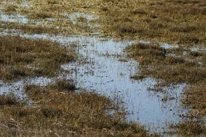 wetlands, shallow lakes in the dunes, vlieland, the netherlands photo