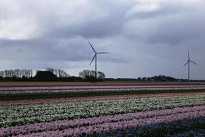 flower fields, tulips, hyacinths, rainy skies, netherlands photo