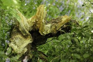 spring in the forest, blue bells, ferns, tree trunks, the netherlands photo