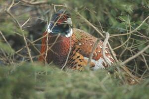 pheasant looks for food in the garden photo