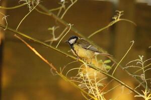 great tit bird photo