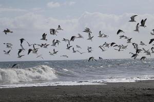 gaviotas a el playa y en el cielo foto