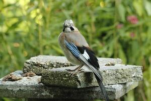 colorful jay bird photo