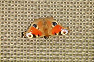 Peacock butterfly, insect, beatuiful, animal photo