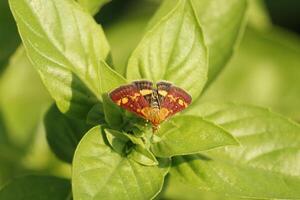 moth, little butterfly photo