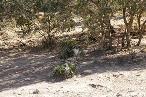 wolf park in the province of malaga photo