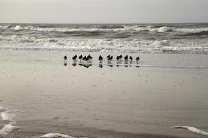 oystercatchers at the high tide line photo