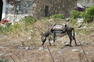 donkey stands in a field photo