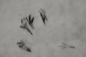 footprints in the snow, birds photo