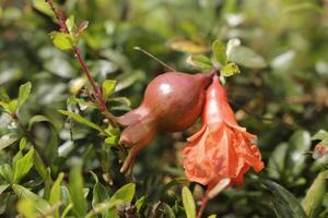 pomegranate red fruit photo