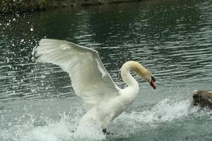 mute swan in a lake photo