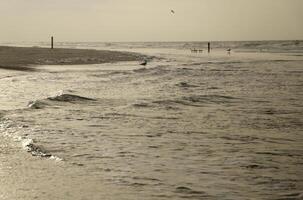 high tide line on the beach, separation between sea and beach photo