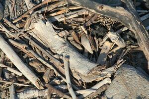 driftwood at the beach photo