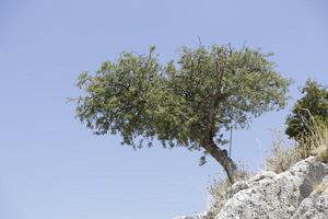 tree on mountain on lefkada, greece photo
