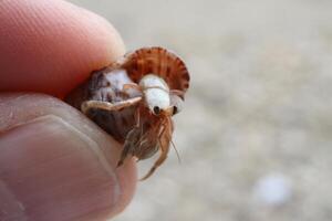 macro photo crab in a shell