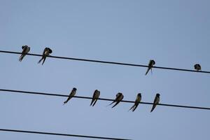 swallows on an wire photo