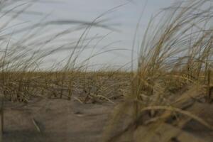 dunes, beach in the winter, netherlands photo