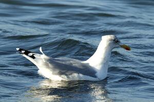 Gaviota a el norte mar a petten, el Países Bajos foto