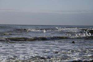 breakwaters with algae, sint maartenszee, the netherlands photo