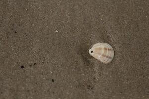 shells on the beach photo