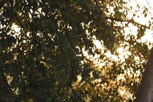 sunlight shines through the leaves of a tree photo